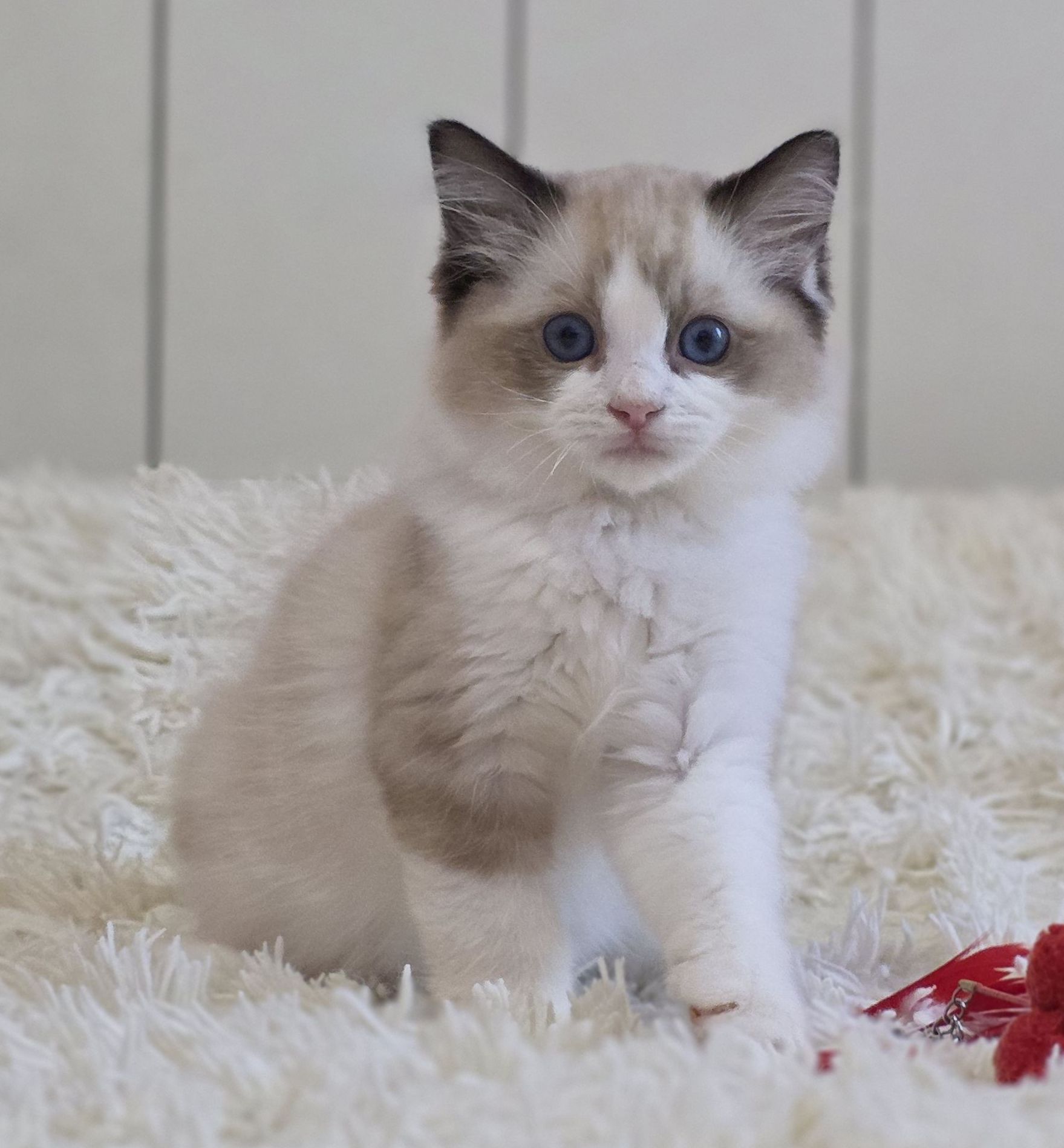 images/AvailableKittens/Kenny website.jpg